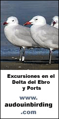 Excursiones de observacion de aves en el Delta del Ebro y Ports